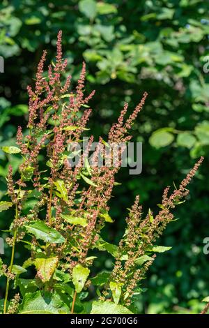 rumex obtusifolius, broad-leaved dock, bitter dock, bluntleaf dock, dock leaf, butter dock, wildflower, inflorescence, flora, botany, plan Stock Photo