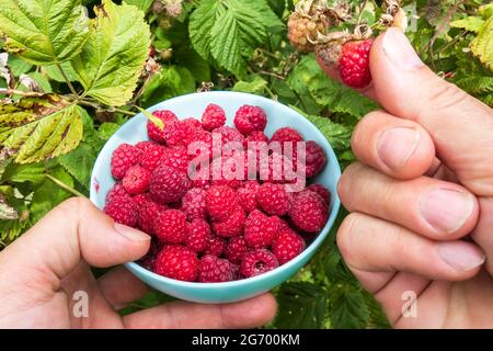 Hand harvesting ripe raspberries in the garden Stock Photo