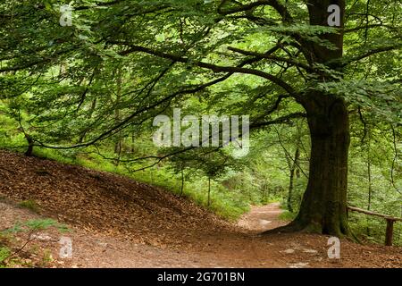 The crown of a love beech with its branches spans a hiking trail in the forest. Stock Photo