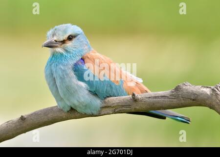 Colourful European roller (Coracias garrulus) perching on a windy day against a blurred green background Stock Photo