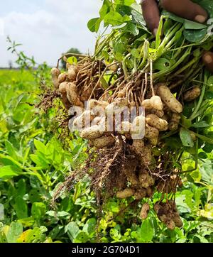 Man's hand holding fresh peanuts with roots in the field Stock Photo