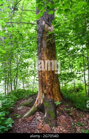 A dry tree without bark in the forest. Stock Photo