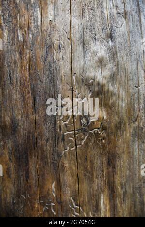 A dry tree without bark in the forest. Stock Photo