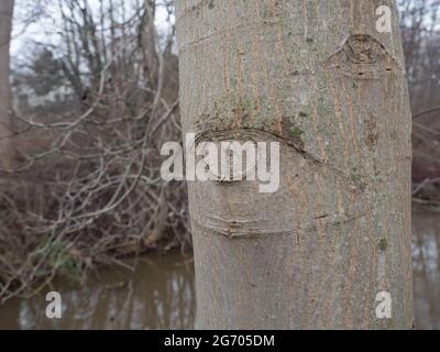 Spooky eye on a tree trunk, North Rhine Westphalia, Germany Stock Photo