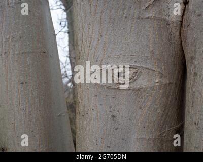 Spooky eye on a tree trunk, North Rhine Westphalia, Germany Stock Photo
