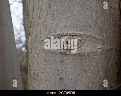 Spooky eye on a tree trunk, North Rhine Westphalia, Germany Stock Photo