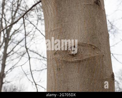 Spooky eye on a tree trunk, North Rhine Westphalia, Germany Stock Photo