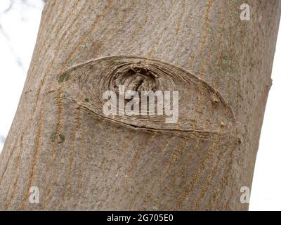 Spooky eye on a tree trunk, North Rhine Westphalia, Germany Stock Photo