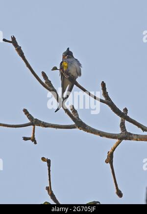 Grey-rumped Treeswift (Hemiprocne longipennis harterti) adult perched in tree Kaeng Krachen NP , Thailand         February Stock Photo