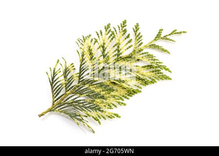 Fresh Thuja or cypress Twig with a variety of green colors Isolated On White background. Thuja occidentalis Stock Photo