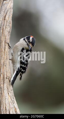 A downy woodpecker clings briefly to an old tree in Wyoming Stock Photo