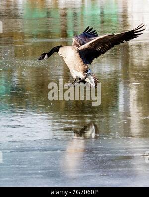 A lone Canada Goose attempts an ice landing on a frozen river. Stock Photo