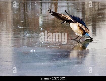 A lone Canada Goose attempts an ice landing on a frozen river. Stock Photo