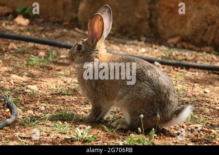 Rabbit looking to the left, Paphos Zoo, Cyprus Stock Photo