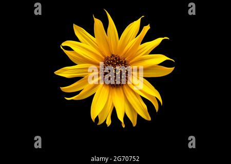 Flower isolated on a black background Stock Photo