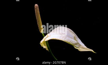 Flower isolated on a black background Stock Photo