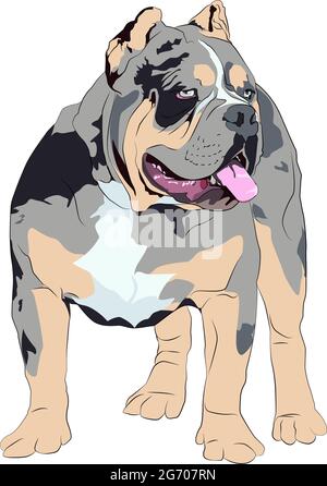 merle bully dog