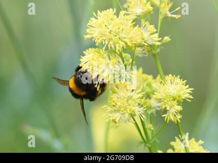 Bee on Yellow Thalictrum flower or Meadow Rue Stock Photo