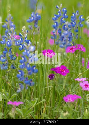 Bluebonnets and phlox blooming in a Texas meadow during spring. Stock Photo