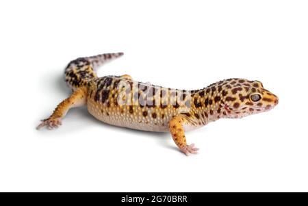 Leopard gecko (eublepharis macularius) on white background Stock Photo