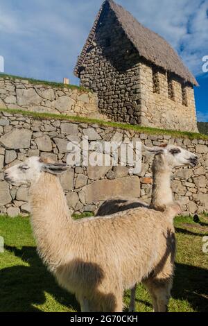 Lamas and a building called guardhouse at Machu Picchu ruins, Peru. Stock Photo