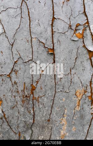 Grey, orange texture wall background. Cracked, aged paint, industrial material. Background for design and presentations. Stock Photo