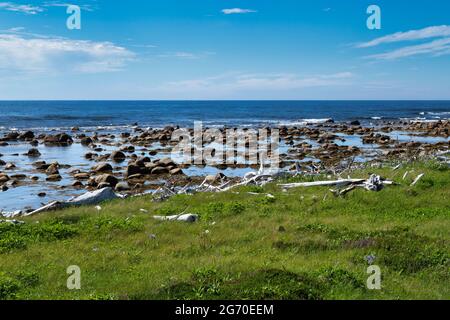 Lush green foliage along an ocean coast hiking trail -  Coastal Trail, Gros Morne, Newfoundland, Canada Stock Photo