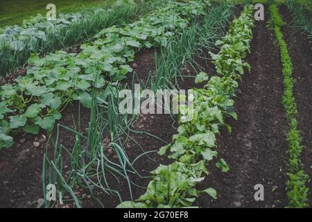 Ecologically grown green, fresh, new season Spring onions (scallion) growing in home garden alongside with beet greens, cucumbers and carrots in brown Stock Photo