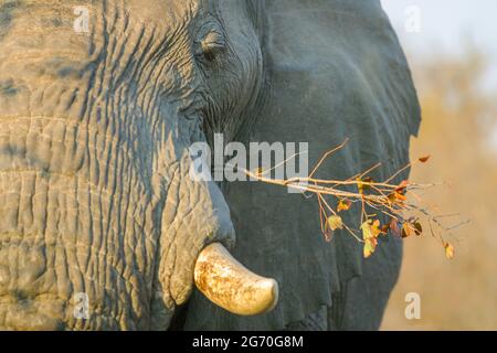 An African elephant, Loxodonta africana, enjoying a tree branch in the Motswari private game reserve, South Africa. Stock Photo