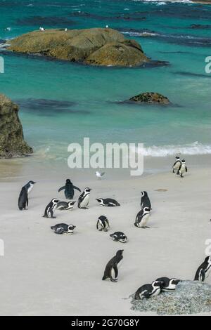 Colony of African Penguins, Spheniscus demersus, also known as jackass penguins, at Boulders Beach, Simon's Town, Cape Town, Western Cape, South Afric Stock Photo