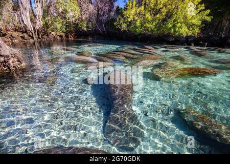 Endangered Florida Manatees, Trichechus manatus latirostris, gather at Three Sisters Spring in Crystal River, Florida, USA. The Florida Manatee is a s Stock Photo