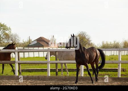 Young dark chestnut stallion walks in the paddock in summer Stock Photo