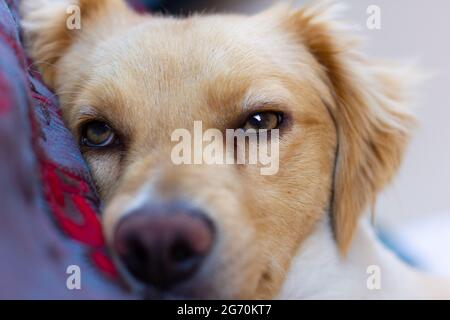 Closeup on sleepy light brown retriever dog lying down in bed. Cute canine puppy resting Stock Photo