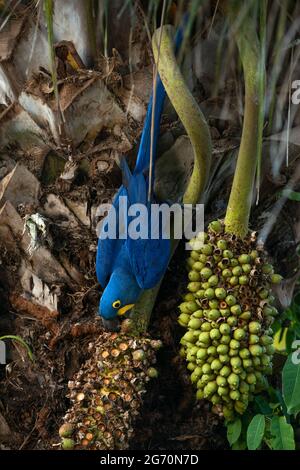 A Hyacinth Macaw (Anodorhynchus hyacinthinus) eating the Acuri Palm nuts (Attalea phalerata) in North Pantanal, Brazil Stock Photo