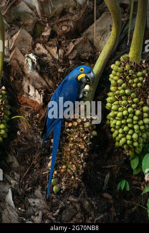 A Hyacinth Macaw (Anodorhynchus hyacinthinus) eating the Acuri Palm nuts (Attalea phalerata) in North Pantanal, Brazil Stock Photo