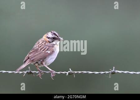 Rufous-collared Sparrow (Zonotrichia capensis) perched on a barbed wire Stock Photo