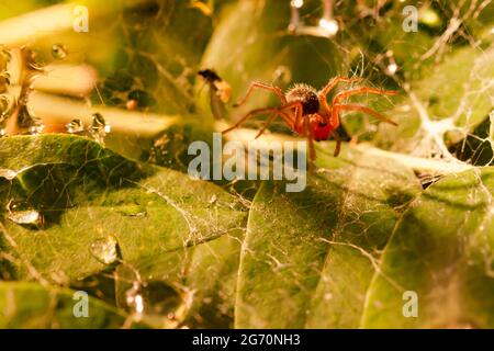 A small spider in a cobweb in green foliage. Raindrops Stock Photo