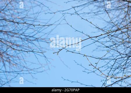 Tree branches with spring buds against blue sky  Stock Photo