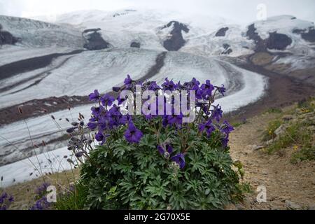 Caucasian larkspur (Delphinium caucasicum) on the alpine meadow and gravelly char of the vicinity of Elbrus, In the background corrie glacier, 3500 a. Stock Photo