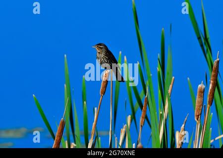 A female Blackbird "Agelaius phoeniceus" perched on a cattail reed in rural Alberta Canada. Stock Photo
