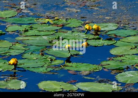 Lily pads with yellow blossoms 'Nuphar lutea', growing in a shallow pond of water at Maxwell lake in Hinton Alberta Canada Stock Photo