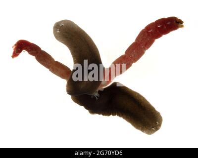two freshwater flatworms (planaria) (Schmidtea polychroa) feeding