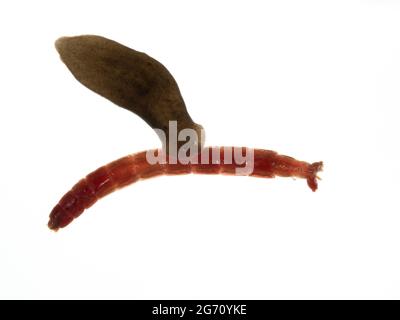 a freshwater triclad flatworm (planarian) (Schmidtea polychroa) approaching  a dead bloodworm (chironomid midge larva) as a possible source of food  Stock Photo - Alamy