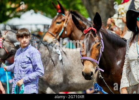 Prescott, Arizona, USA - July 3, 2021: Mules being led in the 4th of July parade Stock Photo
