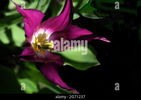 A magenta tulip with a white center and green leaves against a dark background, touched by a setting sun. Stock Photo