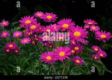 A plant of painted magenta daisies, with green leaves against a black fence. Stock Photo