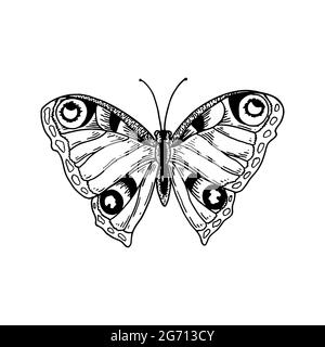 Hand drawn peacock butterfly isolated of white. Vector illustration in sketch style Stock Vector