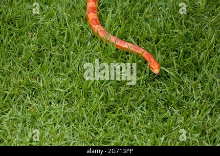 Corn Snake slithering through grass Stock Photo
