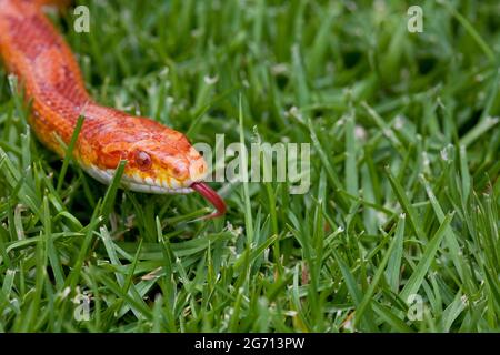 Corn Snake slithering through grass Stock Photo
