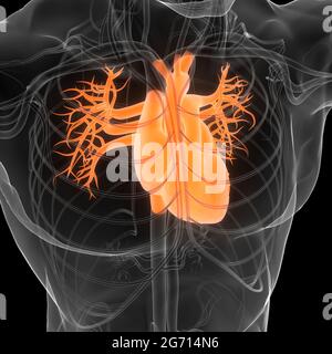 Human Circulatory System Heart Anatomy Stock Photo